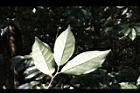 山紅柿-葉背02.JPG