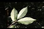 山紅柿-葉背04.JPG