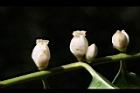 山紅柿-雄花00.JPG