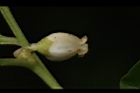山紅柿-雄花14.JPG