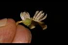 山紅柿-雄花蕊03.JPG
