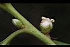 山紅柿-雌花03.JPG