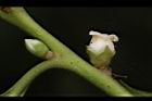 山紅柿-雌花04.JPG