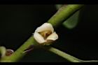 山紅柿-雌花14.JPG