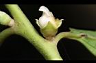 山紅柿-雌花17.JPG