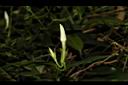 山素英-花苞04.JPG