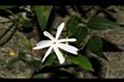 山素英-花00.JPG