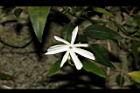 山素英-花01.JPG