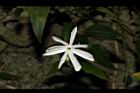 山素英-花04.JPG