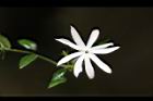 山素英-花06.JPG