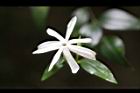 山素英-花07.JPG