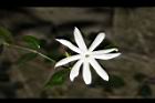 山素英-花11.JPG