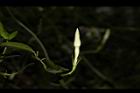 山素英-花苞03.JPG
