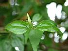 山素英-花苞05.JPG