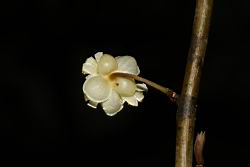 山胡椒-雄花苞片05.JPG