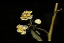 山胡椒-雄花03.JPG