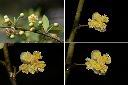 山胡椒-雄花1.jpg