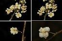 山胡椒-雄花苞片1.jpg