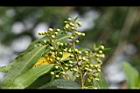 山胡椒-花苞00.jpg