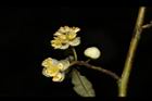 山胡椒-雄花01.JPG