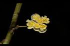 山胡椒-雄花08.JPG
