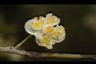 山胡椒-雄花09.JPG