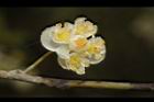 山胡椒-雄花10.JPG