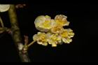 山胡椒-雄花12.JPG