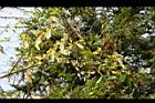 山胡椒-雄花14.jpg