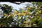 山胡椒-雄花16.jpg