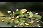 山胡椒-雄花22.jpg