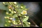 山胡椒-雄花23.jpg