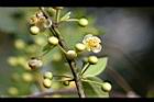 山胡椒-雄花24.jpg