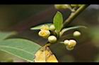 山胡椒-雄花25.jpg
