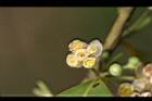 山胡椒-雄花28.jpg