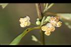 山胡椒-雄花29.jpg