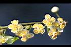 山胡椒-雄花30.jpg