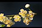 山胡椒-雄花31.jpg