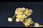 山胡椒-雄花32.jpg