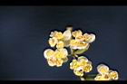 山胡椒-雄花34.jpg