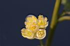 山胡椒-雄花35.jpg