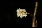 山胡椒-雄花苞片04.JPG