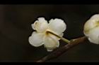 山胡椒-雄花苞片07.JPG