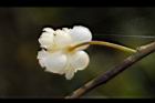 山胡椒-雄花苞片08.JPG