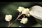 山胡椒-雌花06.jpg