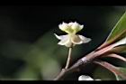 山胡椒-雌花10.jpg