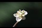 山胡椒-雌花11.jpg