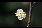 山胡椒-雌花13.jpg