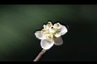 山胡椒-雌花14.jpg