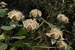 山芙蓉-實16.JPG